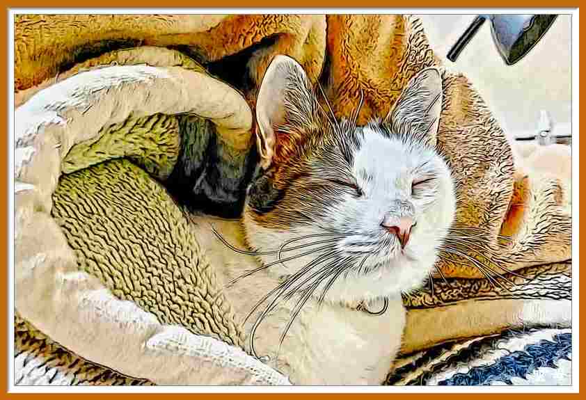2月22日 猫の日